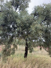 Alectryon oleifolius