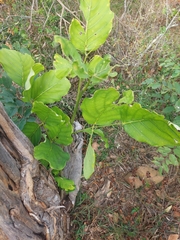 Millettia stuhlmannii