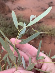 Alectryon oleifolius