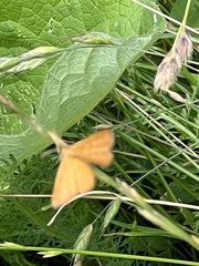Idaea serpentata