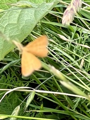 Idaea serpentata
