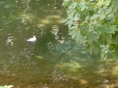 Chroicocephalus ridibundus