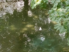 Chroicocephalus ridibundus