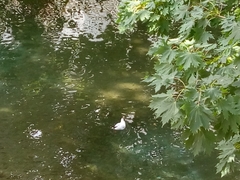 Chroicocephalus ridibundus