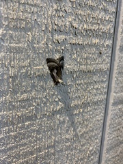 Chrysanympha formosa