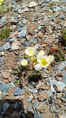 Papaver radicatum