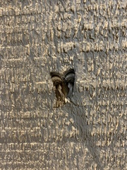 Chrysanympha formosa