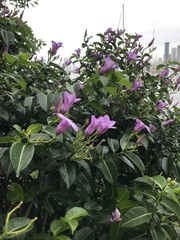 Cryptostegia grandiflora