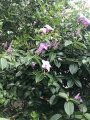 Cryptostegia grandiflora