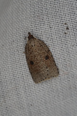 Meritastis polygraphana
