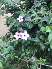 Cryptostegia grandiflora