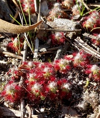 Drosera micrantha