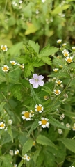 Geranium nepalense