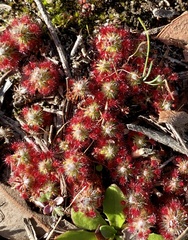 Drosera micrantha