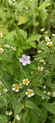 Geranium nepalense