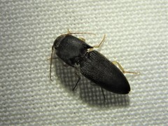 Heteroderes amplicollis