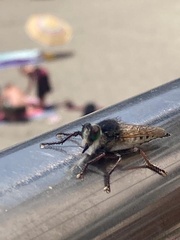 Promachus consanguineus