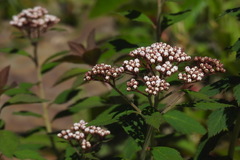 Spiraea hayatana