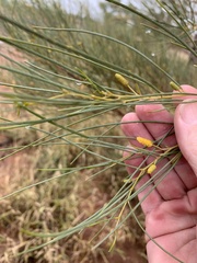 Acacia tenuissima