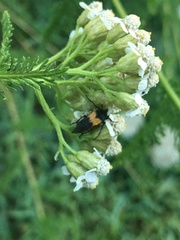 Macrosiagon flavipennis