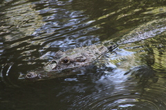Caiman crocodilus fuscus