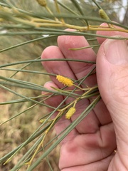 Acacia tenuissima