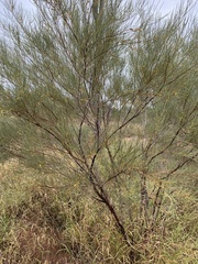 Acacia tenuissima