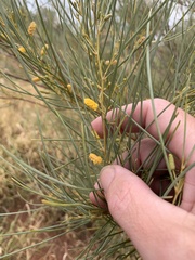 Acacia tenuissima