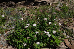 Spiraea hayatana