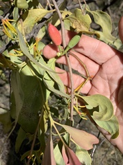 Dendrophthoe glabrescens