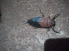 Lethocerus distinctifemur