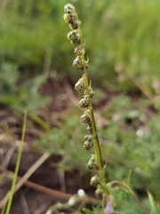 Artemisia phaeolepis