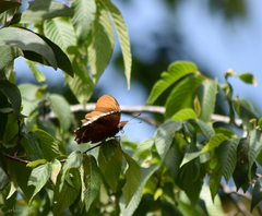 Siproeta epaphus epaphus