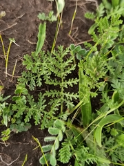 Artemisia phaeolepis
