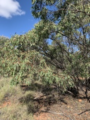 Eucalyptus normantonensis