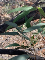 Eucalyptus normantonensis