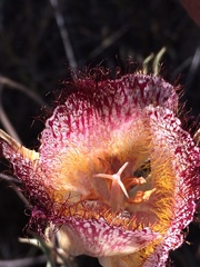 Calochortus fimbriatus
