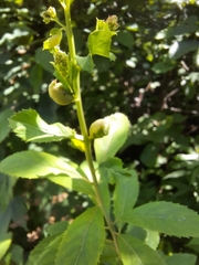 Dasineura salicifoliae