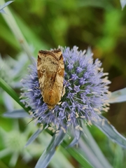 Cryptocala chardinyi