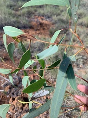 Eucalyptus normantonensis