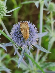 Cryptocala chardinyi