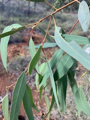 Eucalyptus normantonensis