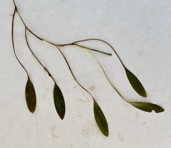 Potamogeton drummondii