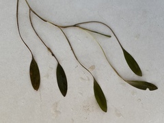 Potamogeton drummondii