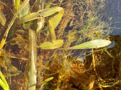 Potamogeton drummondii