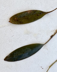 Potamogeton drummondii