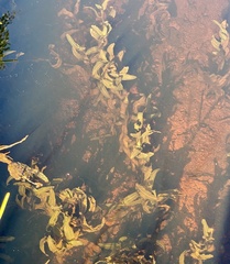 Potamogeton ochreatus