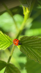 Harmonia axyridis