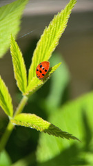 Harmonia axyridis