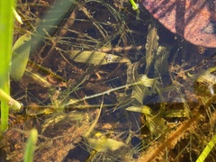 Potamogeton ochreatus